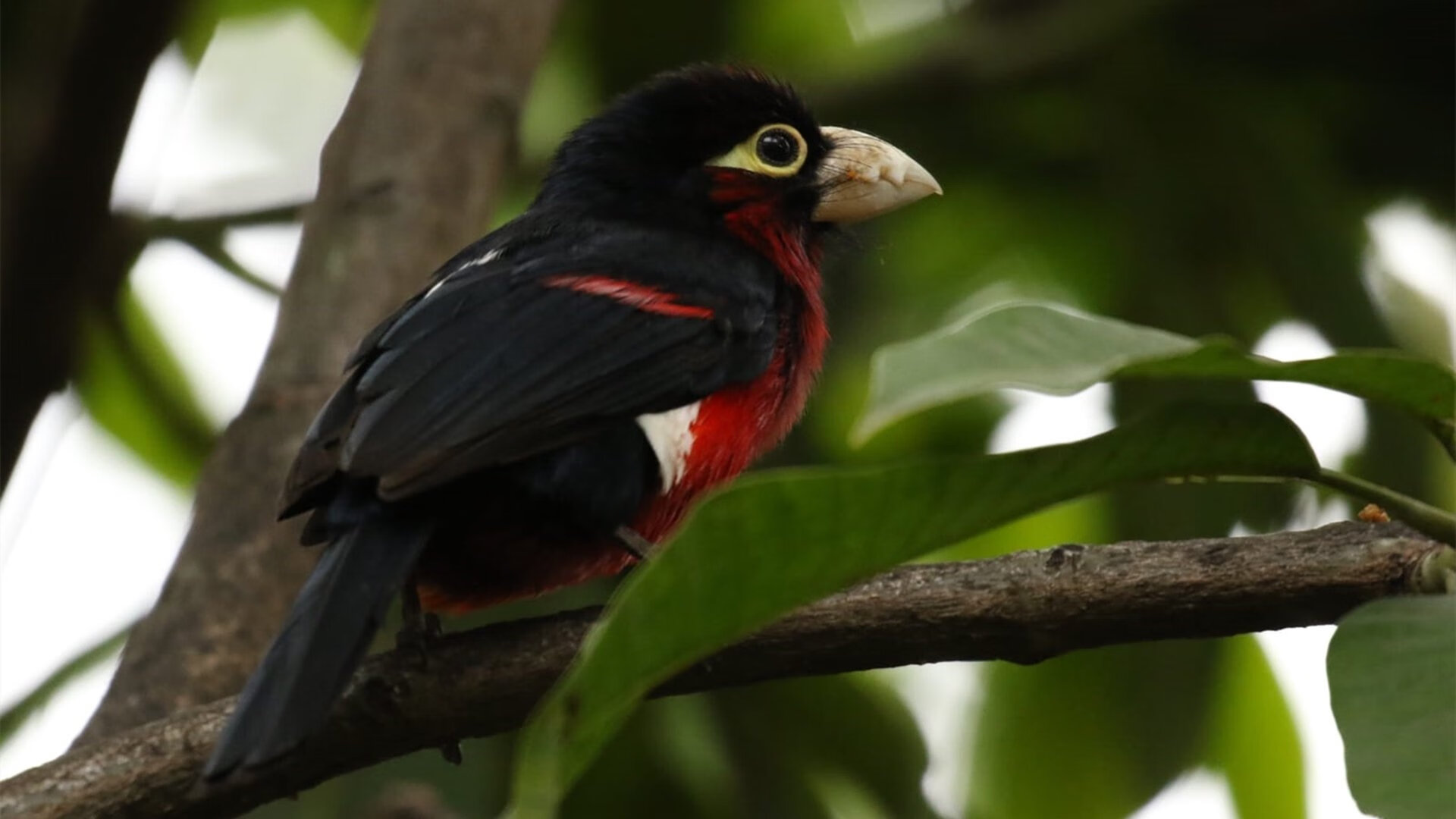 意甲焦点战之夜，赖斯成为全场焦点