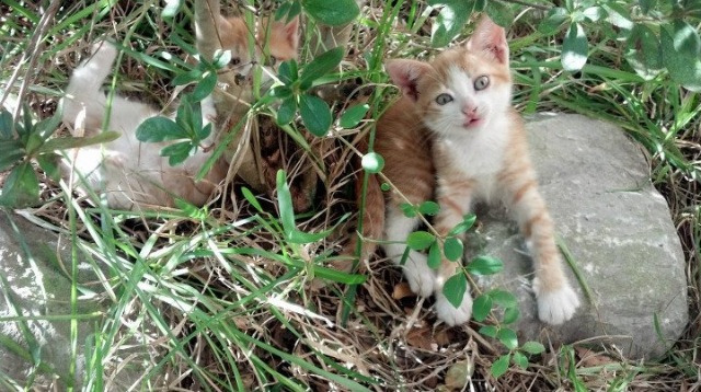 格列兹曼独舞撕裂铁壁,哥斯达黎加绝境逆袭终结瑞士神话